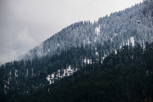 Foto de tirar o fôlego de uma encosta nevada de uma montanha totalmente coberta por árvores