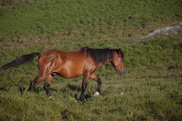 Foto de tirar o fôlego em foco seletivo de um cavalo marrom selvagem correndo no campo na Galiza, Espanha