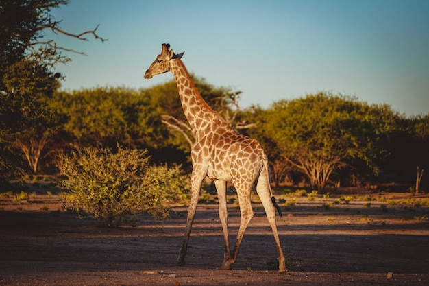 Foto de trás de uma girafa fofa em um campo com árvores baixas ao fundo