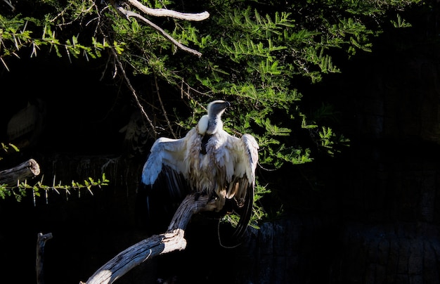 Foto de um abutre-branco sentado em um banco de árvore