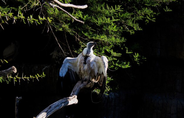 Foto de um abutre-branco sentado em um banco de árvore
