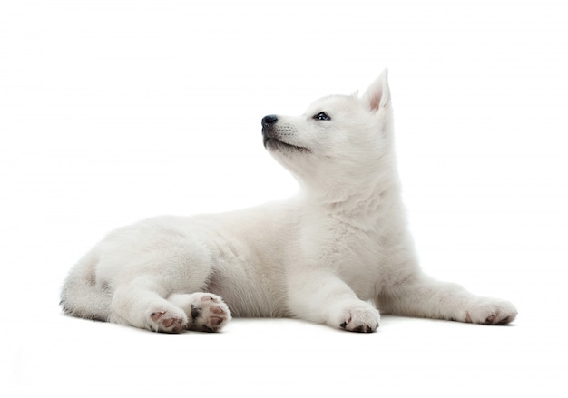 Foto de um cachorrinho de husky siberiano branco fofo deitado olhando para o copyspace do lado isolado no branco.