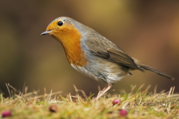 Foto grátis foto de um pássaro robin europeu parado na grama