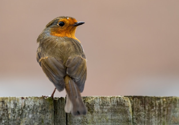 Foto de um pássaro robin europeu sentado em uma superfície de madeira