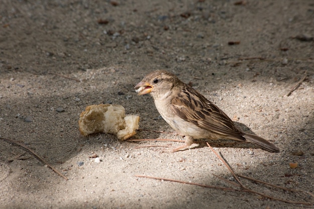 Foto de um pequeno pardal comendo um pedaço de pão