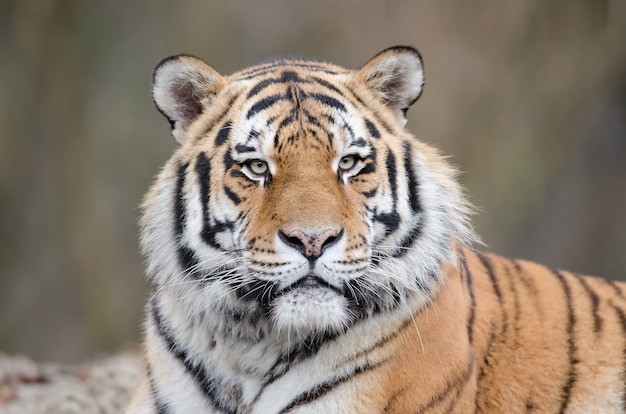 Foto de um tigre deitado no chão enquanto observa seu território