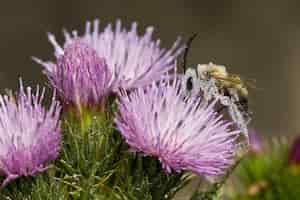 Foto grátis foto de uma abelha cheia de pólen das flores roxas de cirsium