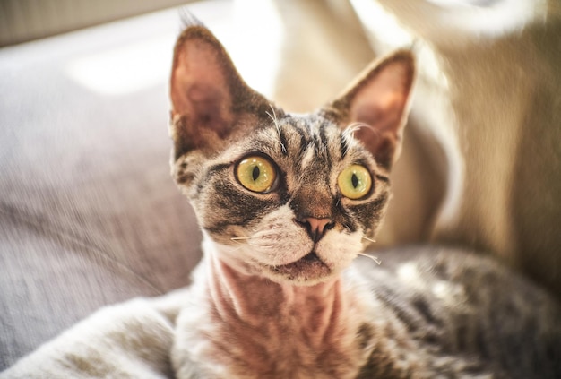 Foto de uma esfinge canadense em uma casa aconchegante