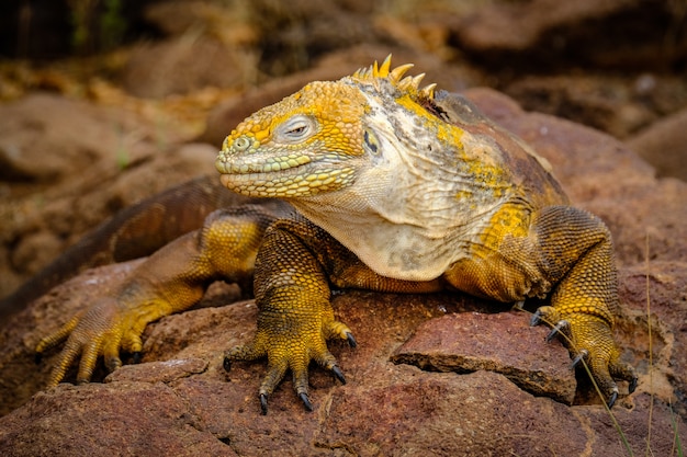 Foto de uma iguana amarela apoiada em uma rocha