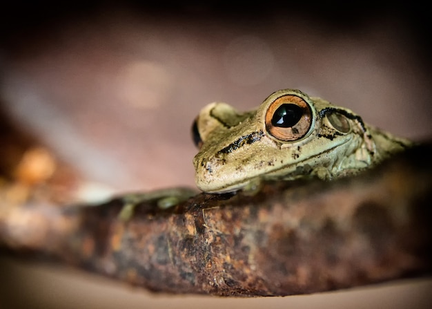 Foto de uma pequena perereca com orelhas arqueadas