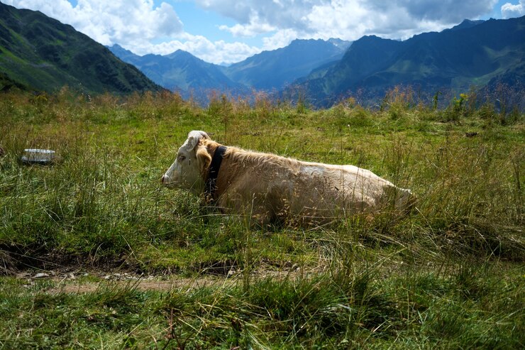 Foto grátis foto de uma vaca dormindo em um prado verde