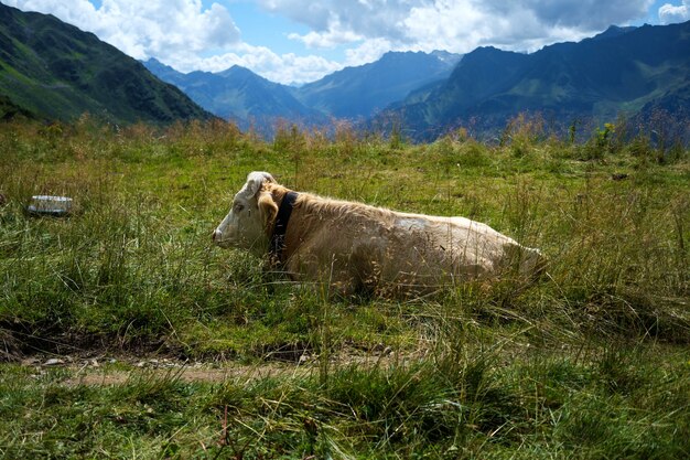 Foto de uma vaca dormindo em um prado verde