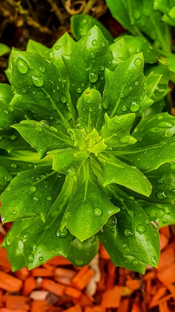 Foto de vista superior vertical de uma planta verde exuberante com gotas de chuva