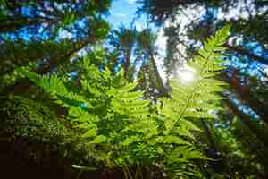 Foto grátis foto detalhada de uma bela folha de samambaia iluminada por raios de sol raios de sol de primavera brilham através das folhas verdes de samambaias nas profundezas de uma pitoresca floresta de pinheiros nas montanhas