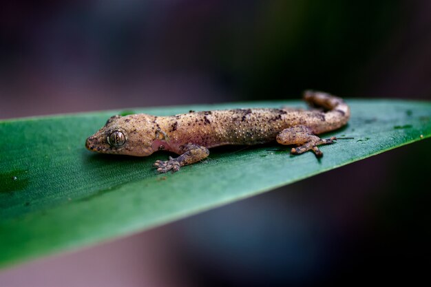 foto do close up de uma pequena lagartixa marrom deitada em uma folha verde