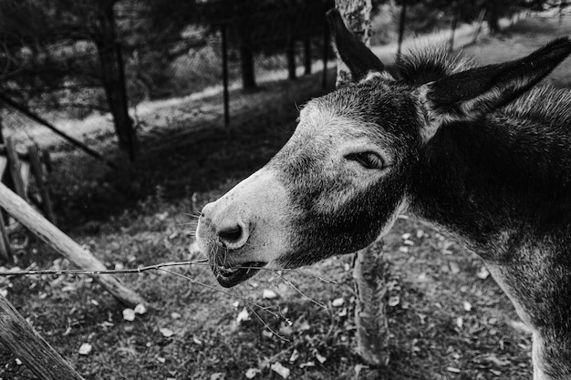 Foto em escala de cinza da cabeça do burro na fazenda