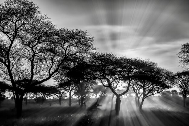 Foto em escala de cinza das árvores nas planícies da savana durante o pôr do sol
