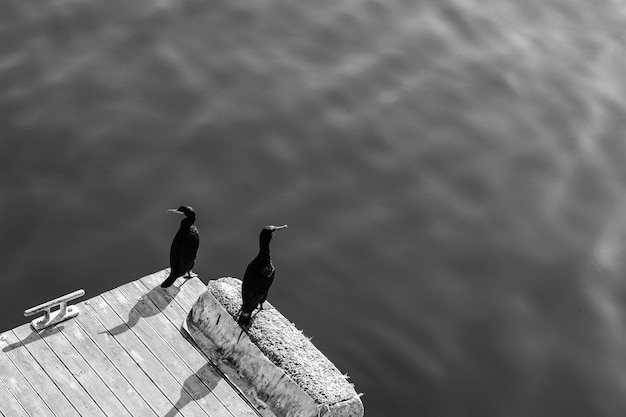 Foto em escala de cinza de alto ângulo de duas aves marinhas pretas sentadas no píer de madeira perto da água