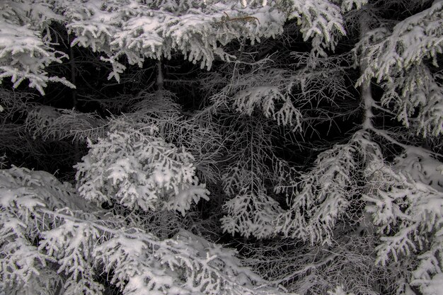 Foto em escala de cinza de árvores cobertas de neve no inverno