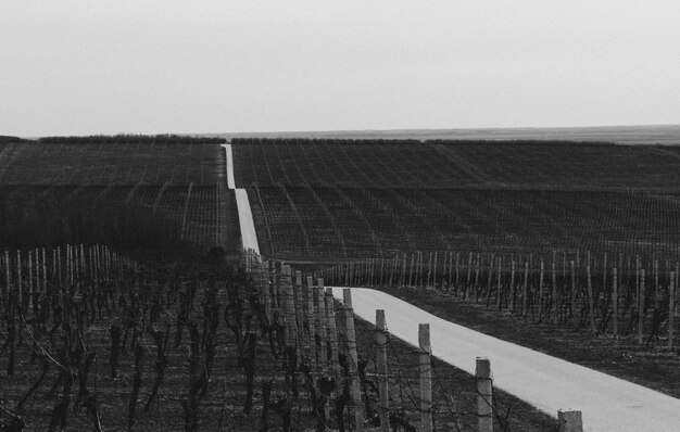 Foto em escala de cinza de uma estrada através dos campos de vinhedos