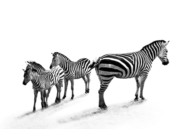 Foto em escala de cinza de zebras na grama sob as luzes contra uma superfície branca