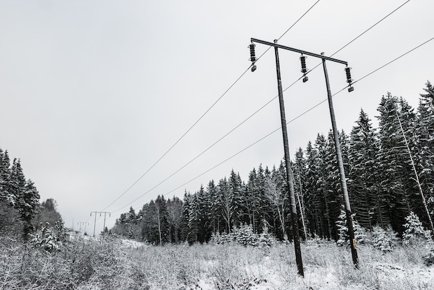 Foto em escala de cinza dos abetos e postes de eletricidade no inverno