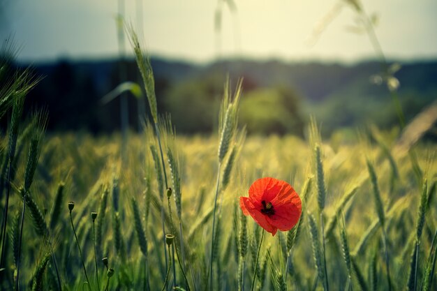 Foto em foco raso de flor vermelha