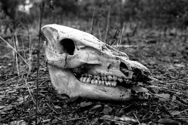 Foto em preto e branco de um crânio de animal no chão