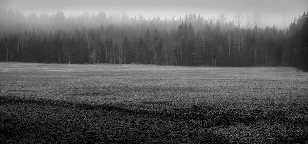 Foto em preto e branco de uma floresta durante o nevoeiro