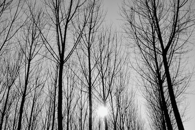 Foto em tons de cinza de árvores sem folhas em uma floresta