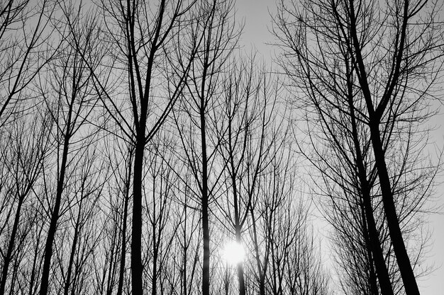 Foto em tons de cinza de árvores sem folhas em uma floresta