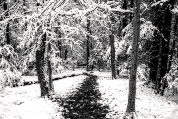 Foto em tons de cinza de um caminho no meio de um bosque nevado