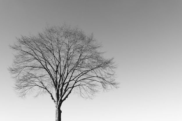 Foto em tons de cinza de uma árvore solitária sob um céu claro