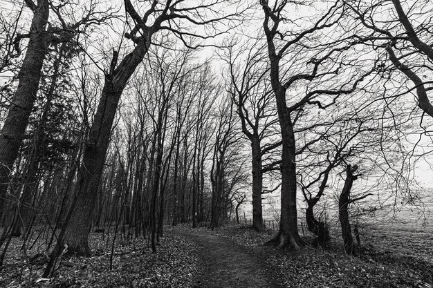 Foto em tons de cinza de uma floresta assustadora