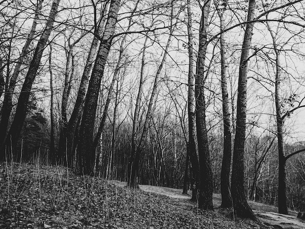 Foto em tons de cinza de uma floresta cheia de árvores nuas no outono