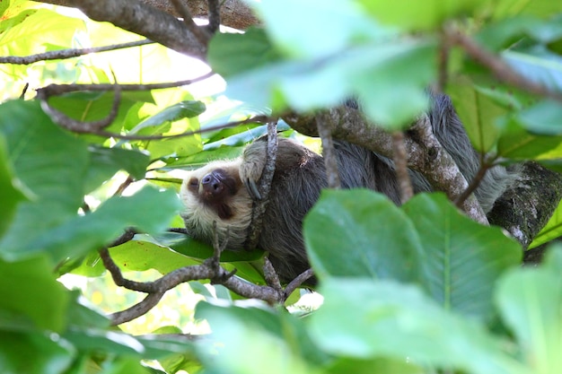 Foto filmada de uma preguiça fofa dormindo confortavelmente em galhos de árvores