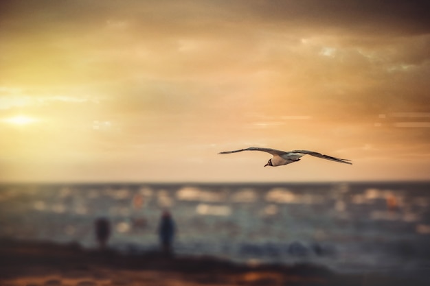 Foto grande angular de um pássaro voando sobre a água durante o pôr do sol