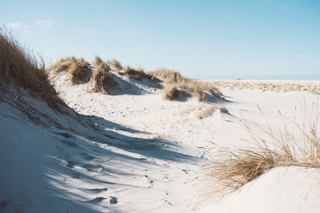 Foto grande angular de uma paisagem feita de areia e plantas secas