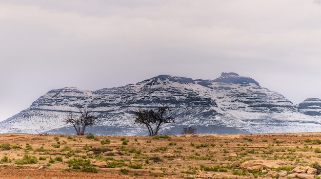 Foto grande angular de várias árvores em uma paisagem seca em frente a uma montanha