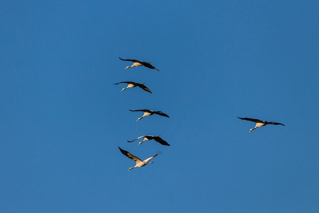 Foto grande angular de vários pássaros voando sob um céu azul