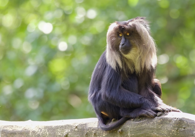 Foto hipnotizante de chimpanzés