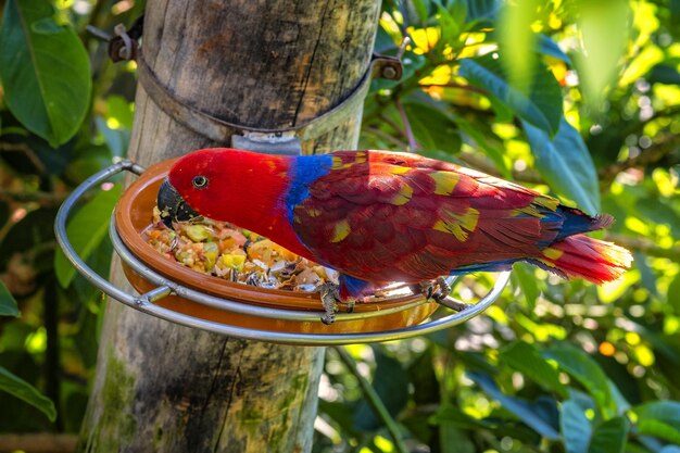 Foto hipnotizante de um papagaio colorido na floresta tropical