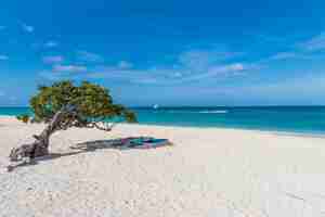 Foto grátis foto horizontal da vista da praia e do mar, com toalhas dispostas sob uma árvore em aruba