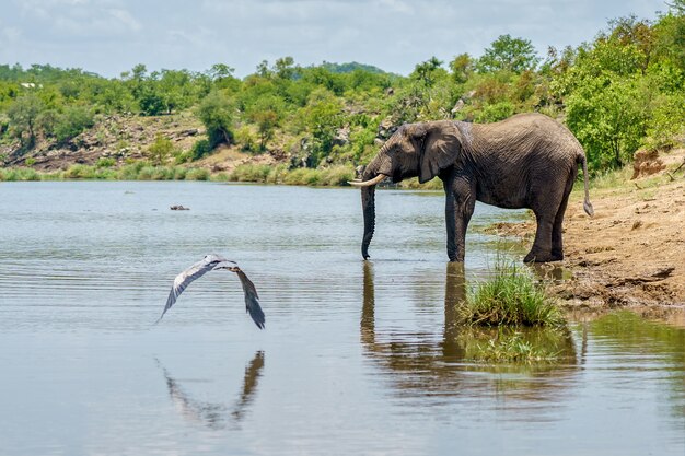 Foto horizontal de pássaros e um elefante perto de um lago bebendo água em meio à natureza verde