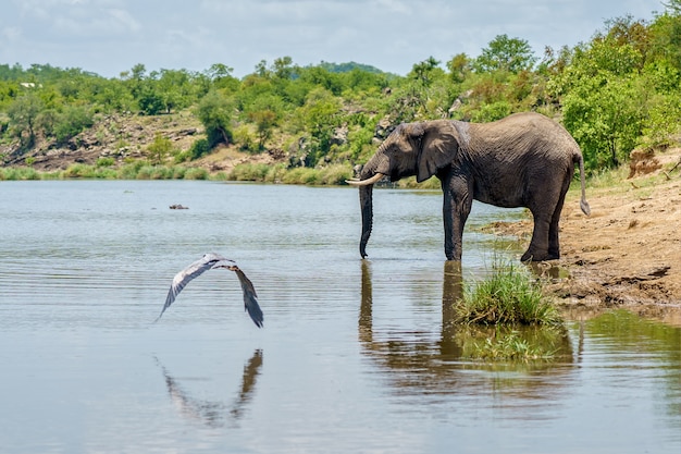 Foto horizontal de pássaros e um elefante perto de um lago bebendo água em meio à natureza verde