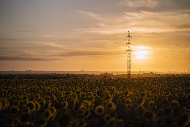 Foto horizontal de um lindo campo de girassóis ao pôr do sol