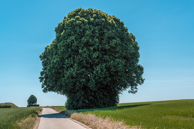 Foto horizontal de uma árvore verde gigante em um campo próximo a uma estrada estreita durante o dia