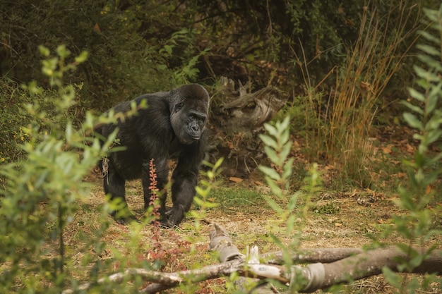 Foto grátis foto incrível de um gorila gigante se escondendo no mato