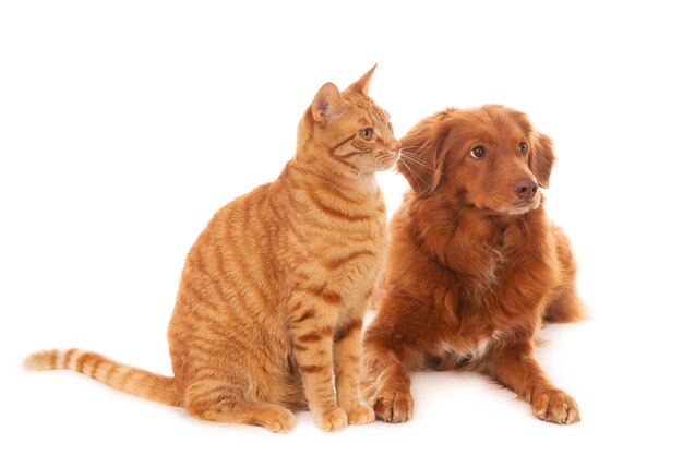 Foto isolada de um cachorro Retriever e um gato ruivo em frente a uma superfície branca, olhando para a direita