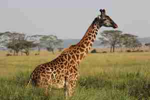 Foto grátis foto lateral de uma girafa no parque nacional serengeti, na tanzânia